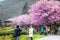 Cherry trees on a fresh green lawn