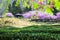 Cherry trees on a fresh green lawn