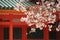 Cherry trees of Heian-jingu shrine