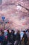 Cherry trees and the hustle and bustle of Tama Plaza