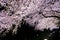 Cherry trees lighted up along Nogawa River,Sazumachi,Chofu-shi,Tokyo,Japan in spring.