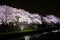 Cherry trees lighted up along Nogawa River,Sazumachi,Chofu-shi,Tokyo,Japan in spring.