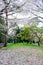 Cherry trees at Omiya Park,Saitama,Japan in spring.With sakurafubuki and cherry blossom petals on the ground.