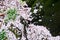 Cherry trees at Omiya Park,Saitama,Japan in spring.With sakurafubuki and cherry blossom petals on the ground.