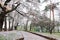 Cherry trees at Omiya Park,Saitama,Japan in spring.With sakurafubuki and cherry blossom petals on the ground.