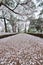 Cherry trees at Omiya Park,Saitama,Japan in spring.With sakurafubuki and cherry blossom petals on the ground.