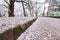 Cherry trees at Omiya Park,Saitama,Japan in spring.With sakurafubuki and cherry blossom petals on the ground.