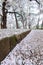 Cherry trees at Omiya Park,Saitama,Japan in spring.With sakurafubuki and cherry blossom petals on the ground.