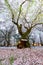 Cherry trees at Omiya Park,Saitama,Japan in spring.With sakurafubuki and cherry blossom petals on the ground.