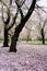 Cherry trees at Omiya Park,Saitama,Japan in spring.With sakurafubuki and cherry blossom petals on the ground.