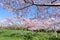 Cherry trees orchard oblossom