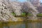 Cherry trees at peak blossom around the Tidal Basin in Washington DC, USA.