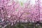 cherry trees with pink blossom in Longmen