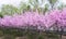 cherry trees with pink flowers in Longmen