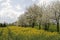 Cherry trees in spring with field. Germany