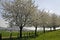 Cherry trees in spring, Lower Saxony, Germany