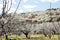 Cherry trees in spring in Valle del Jerte