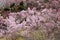 Cherry trees and vivid peach blossoms on the hill,Hanamiyama Park,Fukushima,Tohoku,Japan.