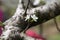 Cherry white flower growing in the branches of a tall, leafy tree