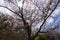 Cherryblossom flower