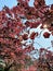 cherryblossom pink flower beautiful sunlight sunshine