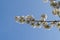 Cherryblossom in spring in the sun against a clear blue sky