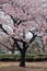 Cherryblossom tree at the park in Tokyo, Japan