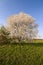 Cherrytree blooming