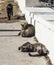 In Chersonesos cats live a carefree life