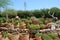 Chersonissos, Cyprus, Greece - 31.07.2013: Garden of plants and flowers growing in clay pots