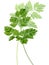 Chervil (Anthriscus cerefolium)