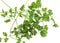 Chervil, anthriscus cerefolium, Aromatic Plant against White Background