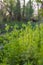 Chervil, Anthriscus cerefolium, French parsley or garden chervil blooming. White small flowers on high green stem on meadow