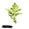 Chervil or French parsley herb graphic illustration