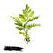 Chervil or French parsley herb graphic illustration. Delicate annual herb related to parsley. Used to season mild-flavoured dishes