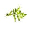 Chervil or French parsley herb graphic illustration. Delicate annual herb related to parsley. Used to season mild-flavoured dishes