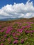 Chervona ruta Rhododendron blooming in mountains