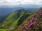 Chervona ruta rhododendron blosson in Marmarosi Carpathian Mountains