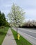 Chery bloom over fire hydrant on a residential street in Seattle