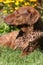 Chesapeake Bay Retriever