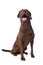 Chesapeake Bay retriever