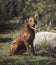 Chesapeake bay retriever