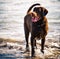 Chesapeake Bay Retriever