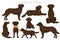 Chesapeake bay retriever clipart. Different poses, coat colors set