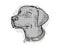Chesapeake Bay Retriever Dog Breed Cartoon Retro Drawing