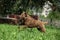 Chesapeake Bay Retriever running in garden