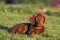 Chesapeake Retriever puppy