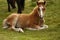Chesnut Dartmoor Pony Foal