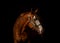 Chesnut horse with white blaze on black