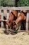 Chesnut horses eat dry hay on farm summertime